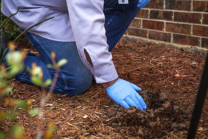 Close up of a gloved hand checking for pests in the mulch of a flower bed outside of a home.