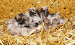Several baby mice huddle up together in a bed of wood shavings. Winter pest control blog
