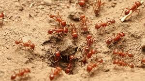 Several red ants are seen entering an ant mound in the dirt