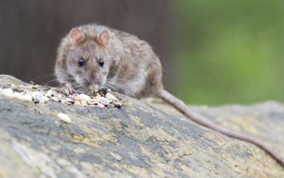 How To Get Rid Of Rodents In And Around Your Home