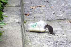A rodent drinks from a discarded coffee cup on the street.