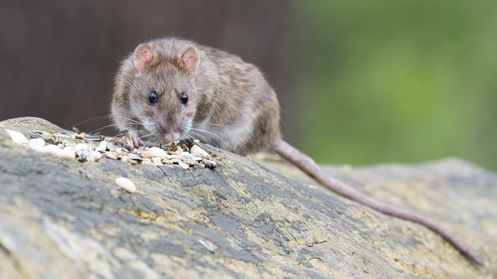 A closeup of a mouse eating seeds on top of a rock.