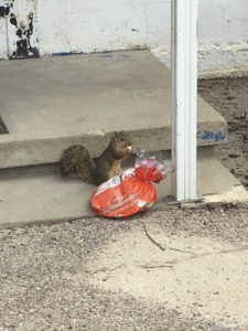 A squirrel sits on the steps of a porch eating from a package of Hawaiian rolls.