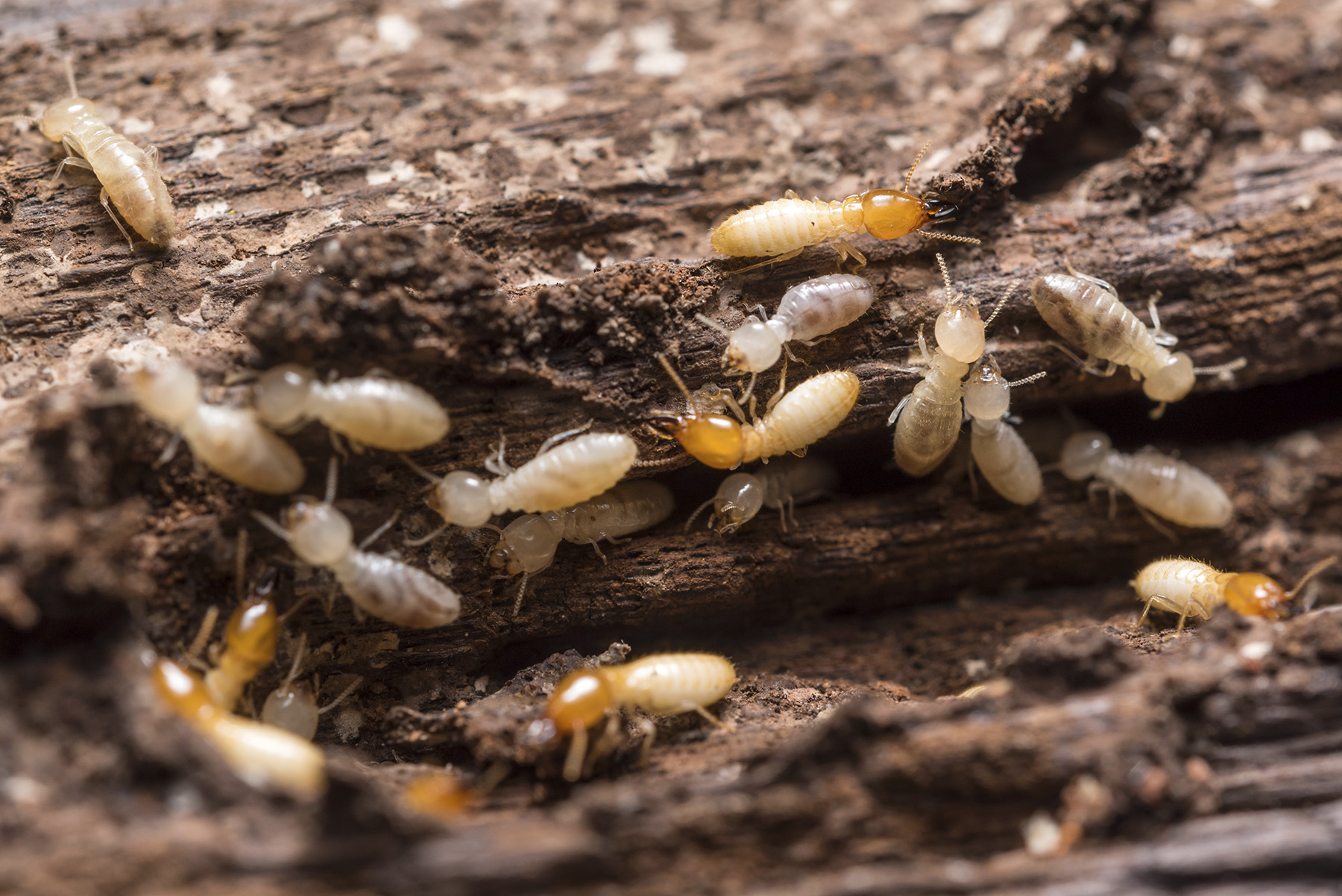 Close up of several termites feeding on rotten wood