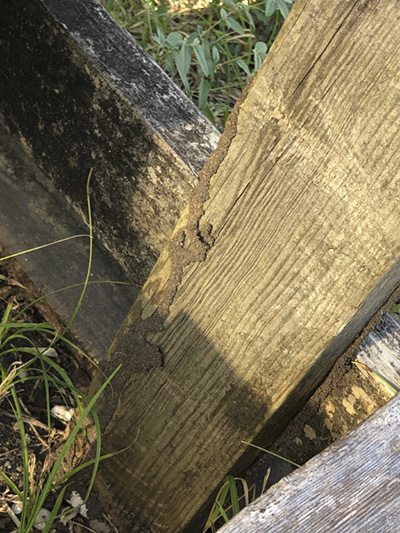 A termite tube or tunnel is shown on a wooden fence with grass in the background.