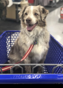 A gray and white long haired dog is seen sitting in a blue shopping cart.