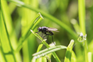 A single black fly sits on the edge of a blade of green grass.
