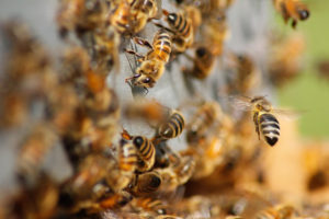 A close up of several honey bees swarming. Interesting facts about pests