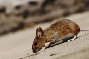 A close up side view of a mouse or rat on the sidewalk
