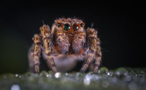 A close up front facing view of a jumping spider against a dark background.