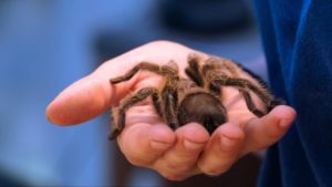 A fuzzy brown tarantula is seen in the palm of a hand.