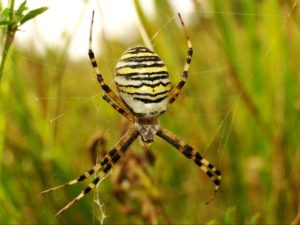 A black, white, and yellow striped large body spider is seen in a spider web with vegetation in the background.