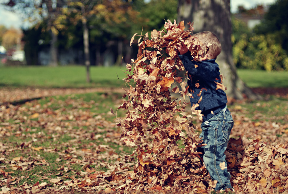 A small boy in jeans and a sweater is playing in fall leaves collected on the ground. Home Maintenance Services