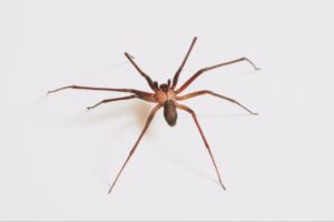 A long legged brown recluse spider is seen against a white background. Spiders blog