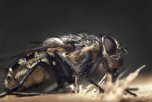 An extreme closeup of a fly from the side against a dark background.