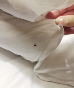 A hand is seen lifting a white sheet to reveal a small bed bug.