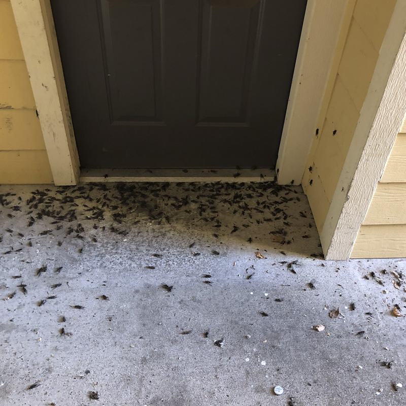 Dozens of crickets are shown on the concrete outside of a door.