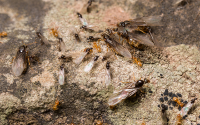 What are flying ants, & how are they different from termites?