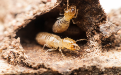 Termite — Identification and Types