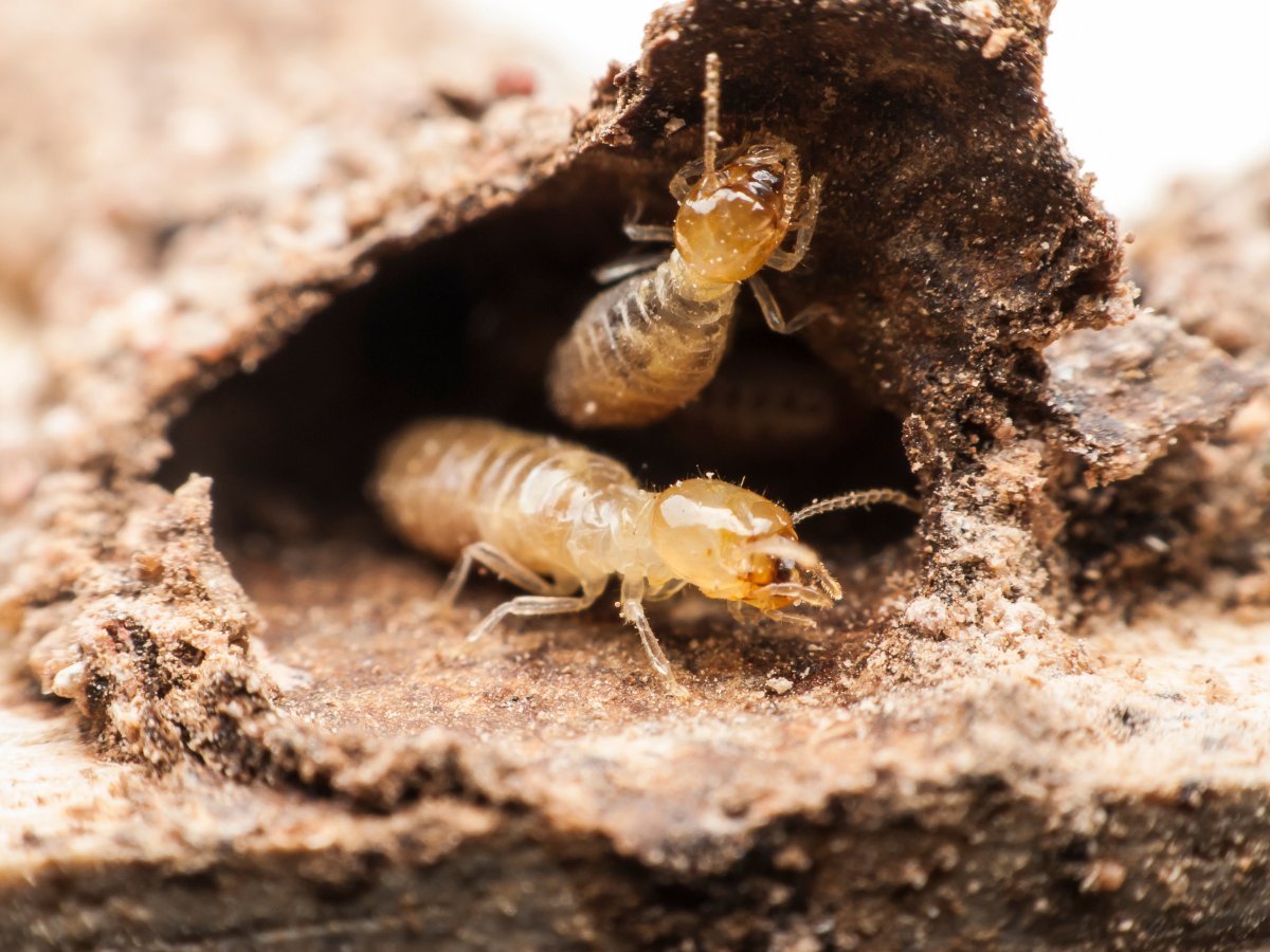 Two termites feasting on a home in their termite nest