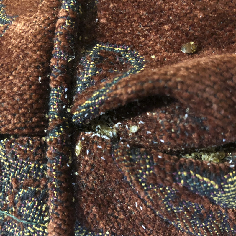 A closeup of the seams of an upholstered chair show bed bugs hiding.