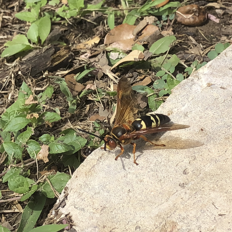 A large black and yellow striped cicada killer is seen landed on a rock.