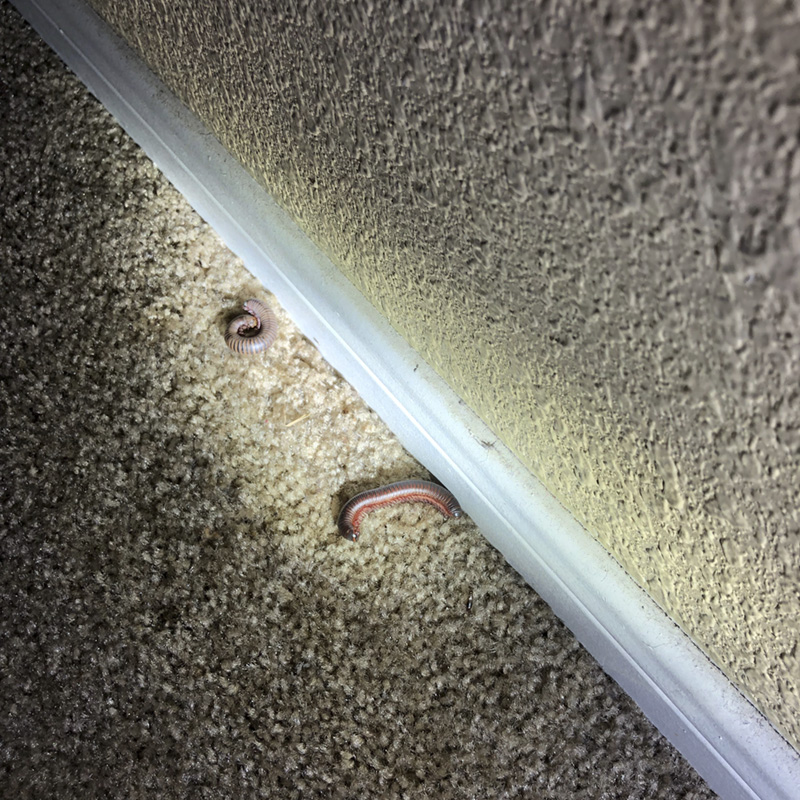 Two millipedes are shown in the carpet along a baseboard.