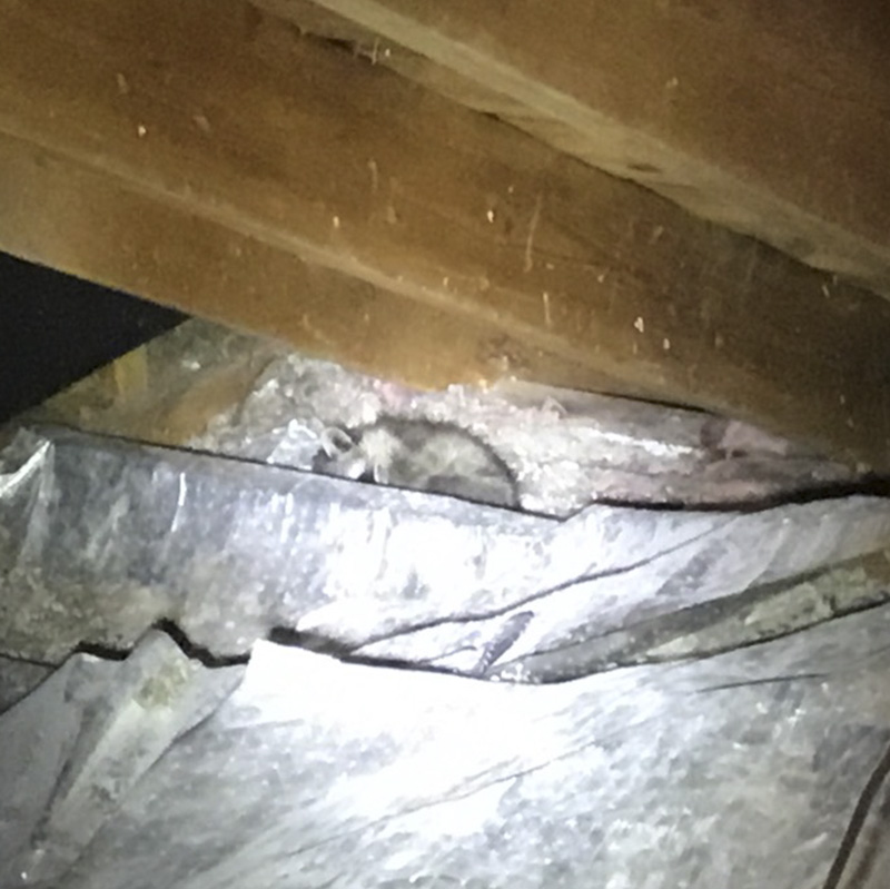 A small raccoon is seen hiding amongst the insulation in an attic.