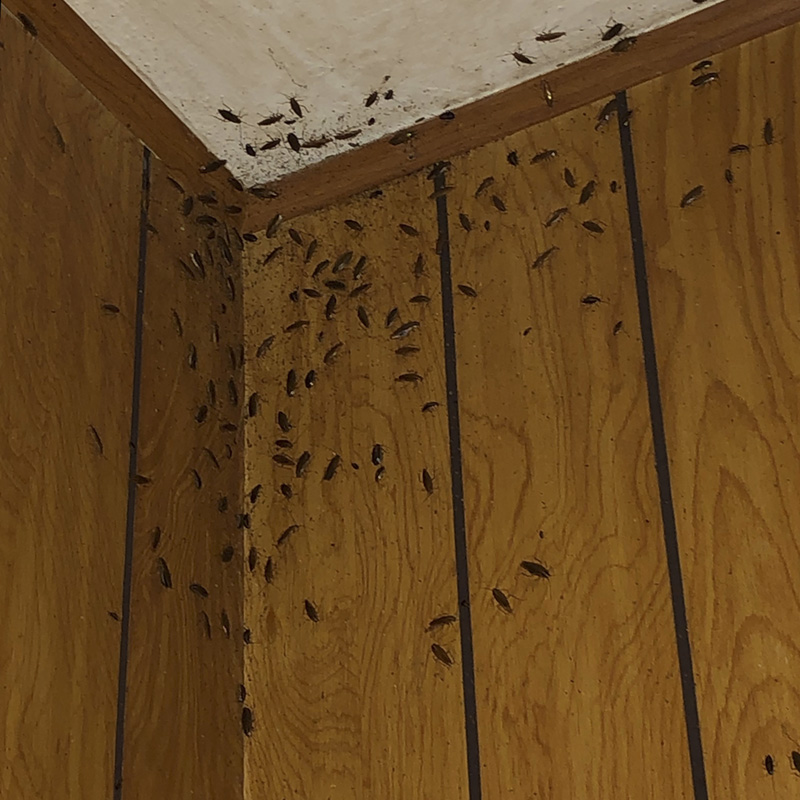 Dozens of cockroaches are seen on the walls and ceiling in the corner of a home.