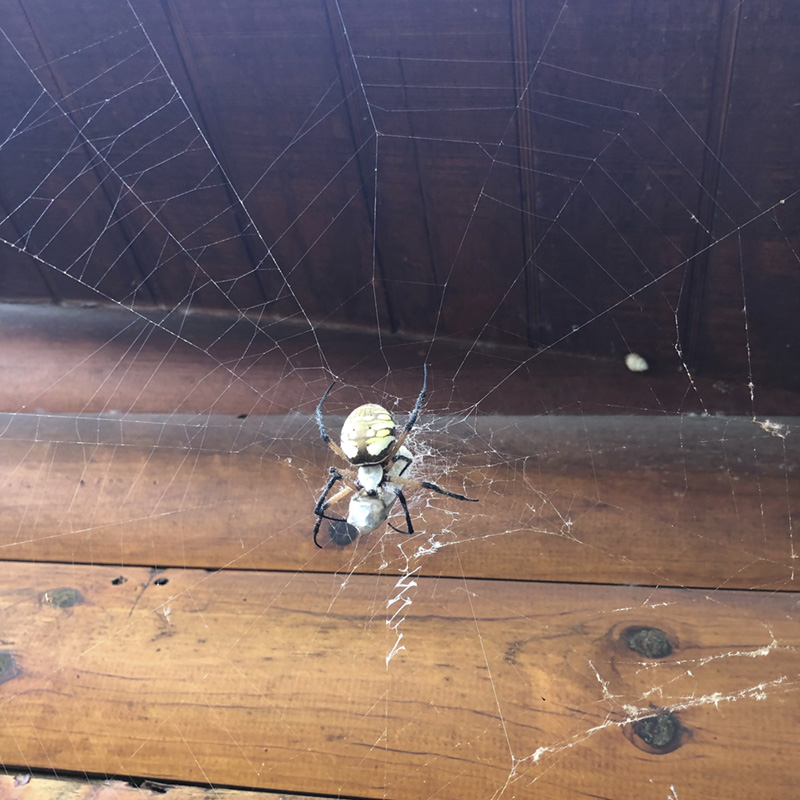 A large yellow garden spider weaving his web.