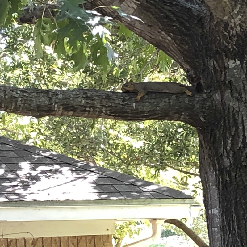 A squirrel rests flat on his belly on a tree limb.