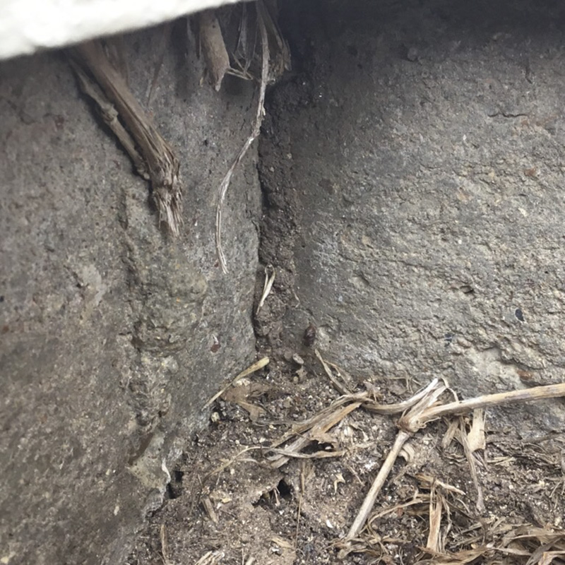 A dirt termite tube is seen in the corner of a structure's foundation.
