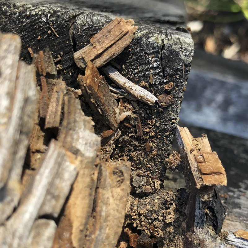 Subterranean termites devouring soft wood.
