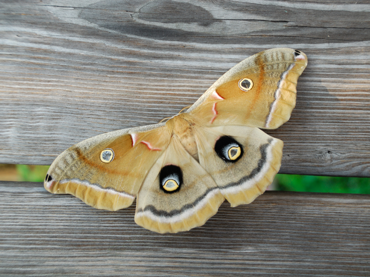 Moths plague central every year. 855Bugs is here to help you identify and prevent common moths in our area.