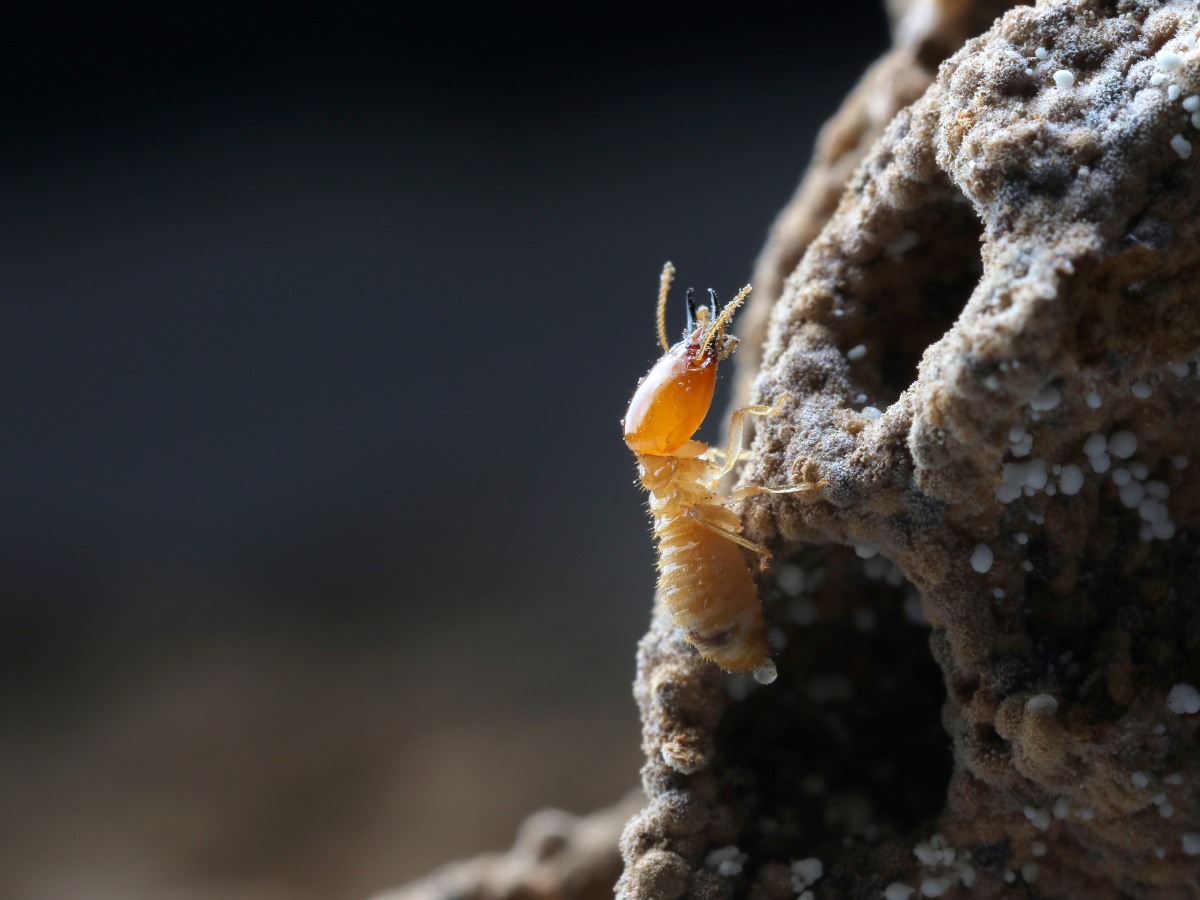 Are these termites taking up space in your home?