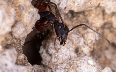 Do Carpenter Ants Bite