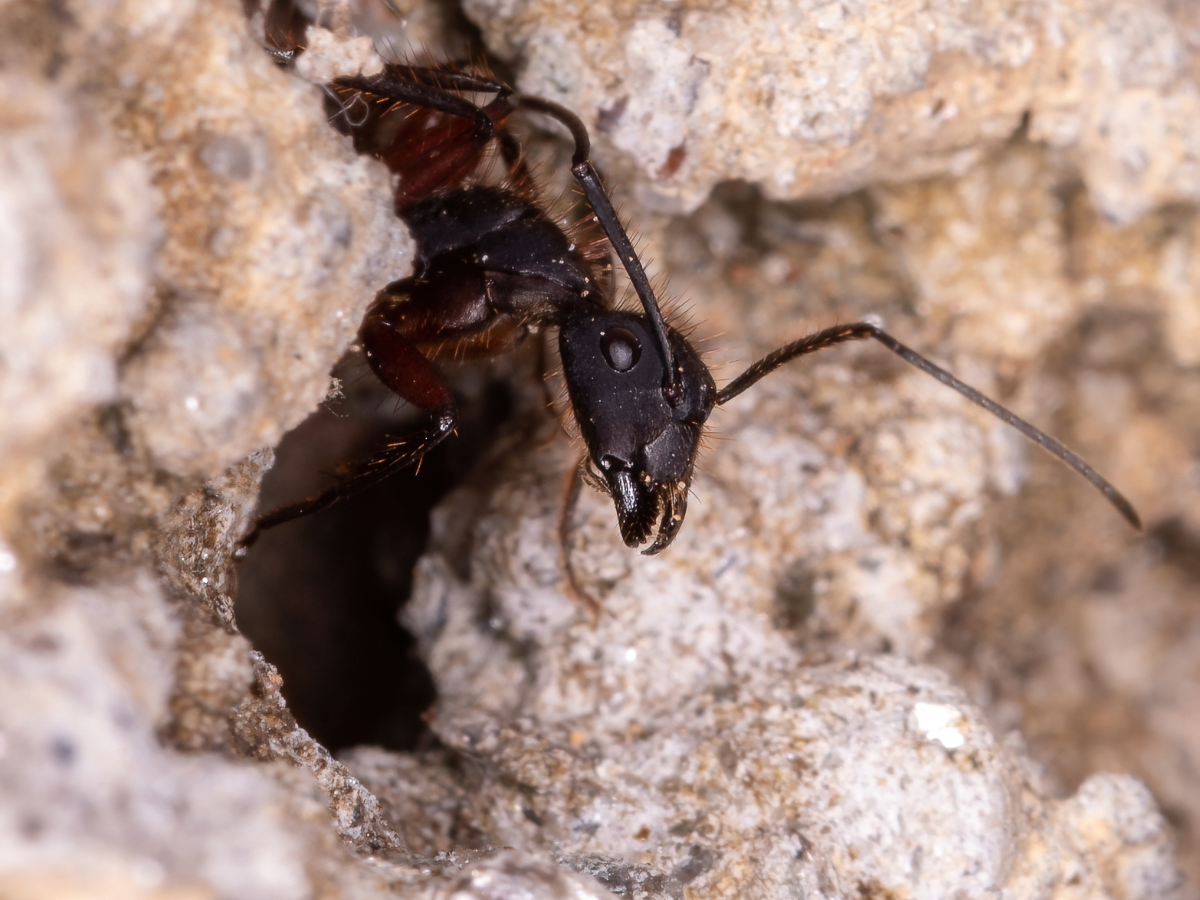 Carpenter ant crawling out of it's nest.