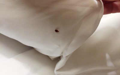 Early Signs of Bed Bugs