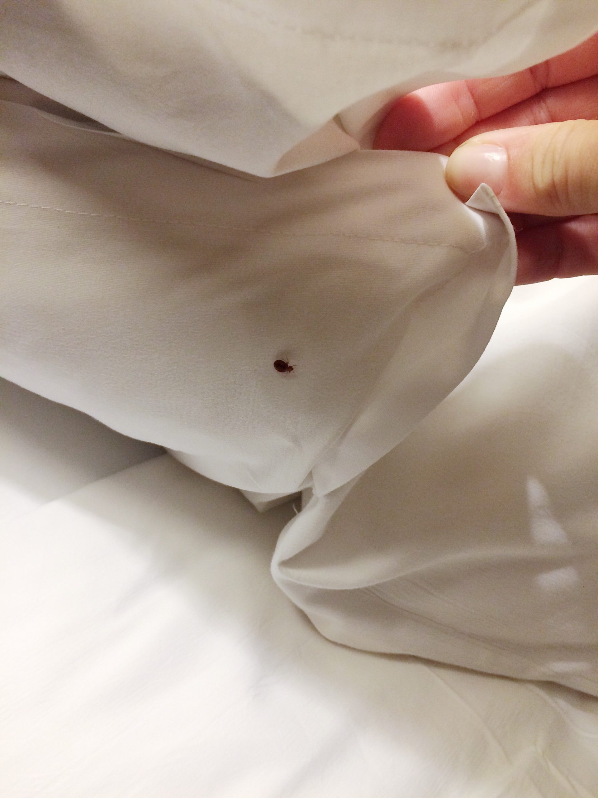 A person holding up a bed sheet with a single bed bug under the sheet.