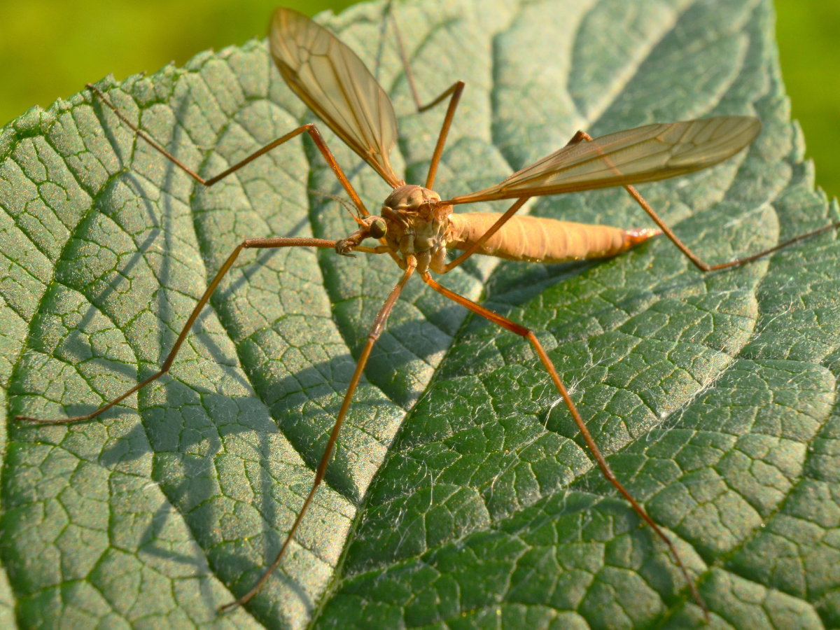 Mosquito Hawk a.k.a the crane fly resting on a leaf