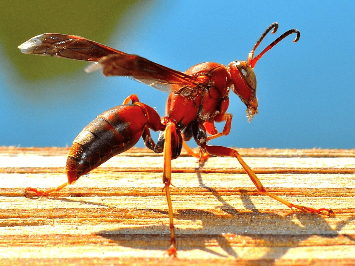 Red wasp resting on a piece of wood on a sunny day, with a blue sky background