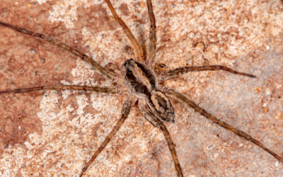 Wolf Spider vs. Brown Recluse