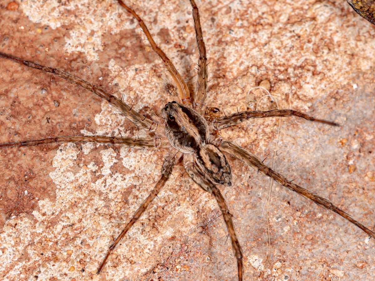 Wolf spider on red and grey rock