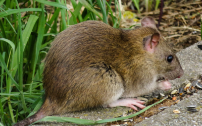 Mice vs. Rats