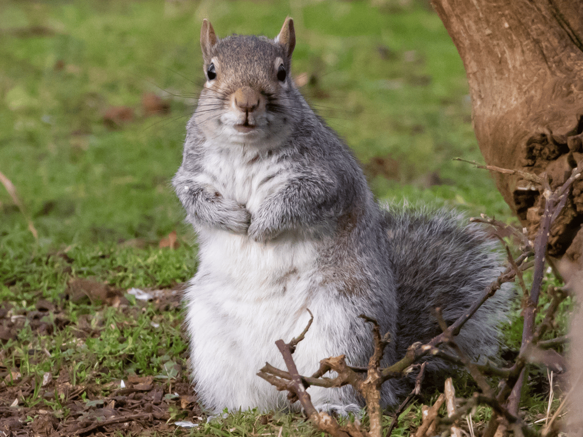 Squirrel standing on hind legs near a tree in grassy area