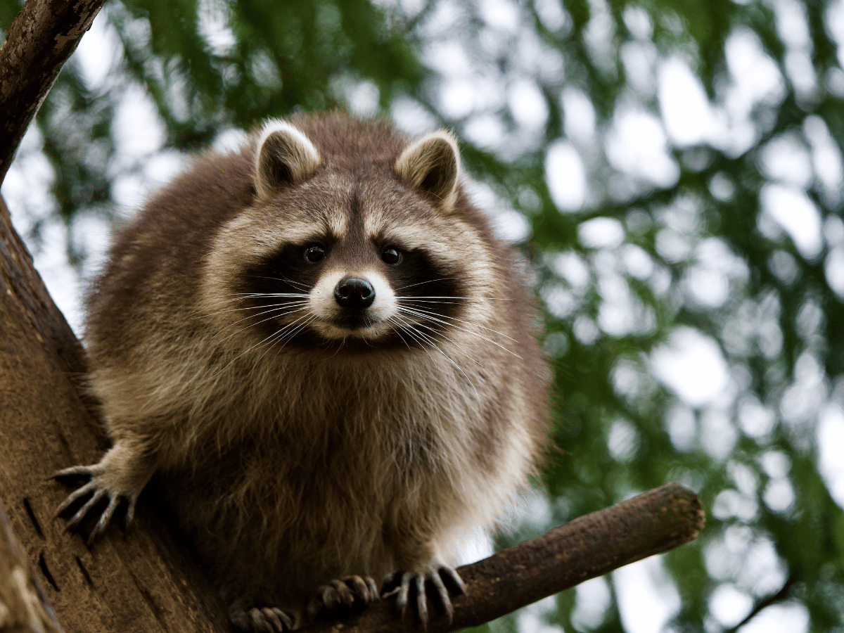 Raccoon in a tree. Hoe to get rid of raccoons blog