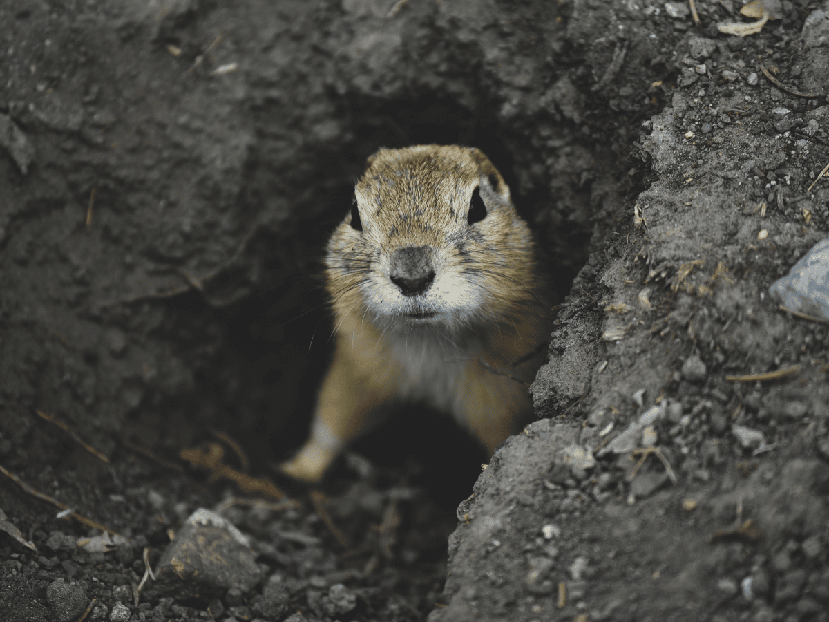 Gopher peaking out of his hole