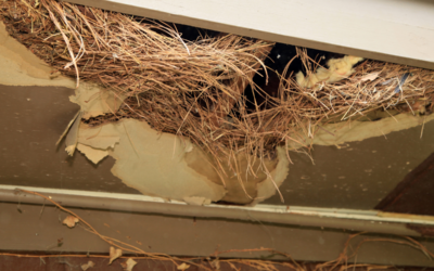 Damage Caused By Rodents