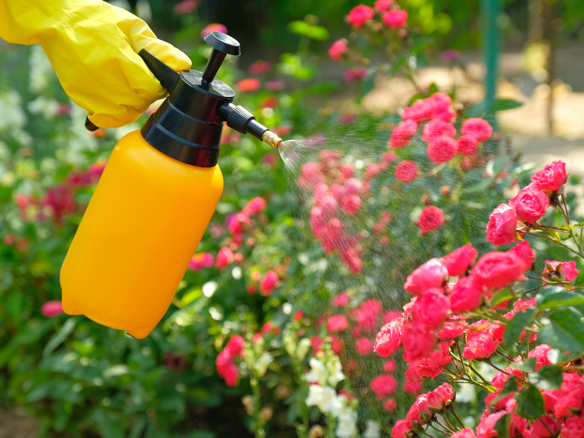 orange and black pesticide bottle, spraying pink roses. Garden pests blog