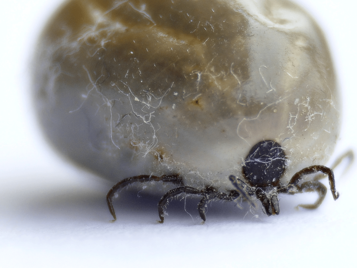 Close up image of a tick for the Lyme disease blog.